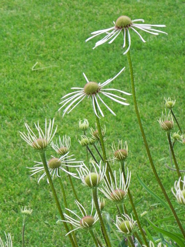 Echinacea pallida ‘Hula Dancer’