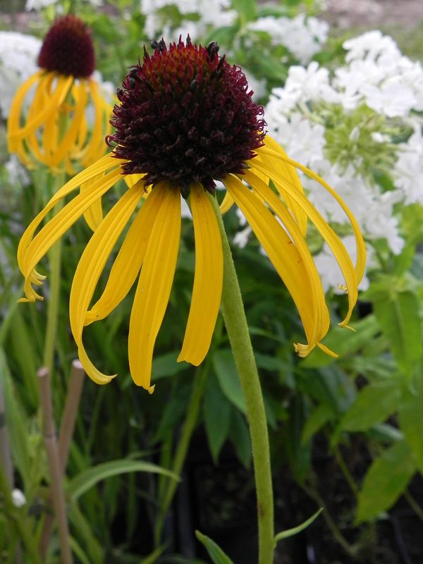 Echinacea paradoxa
