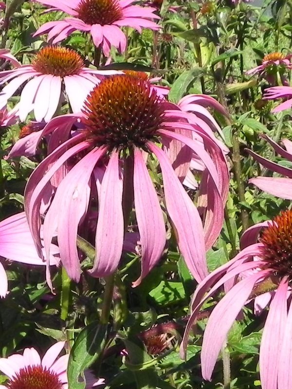 Echinacea purpurea