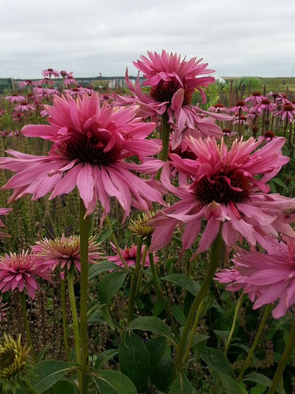 Echinacea purpurea ‘Doubledecker’