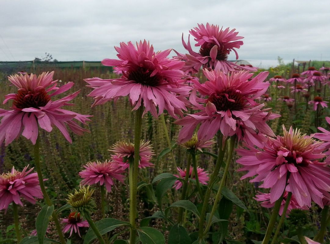 Echinacea purpurea ‘Doubledecker’