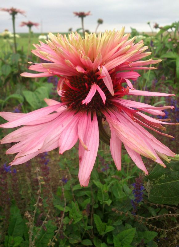 Echinacea purpurea ‘Doubledecker’