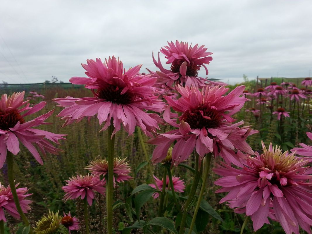 Echinacea purpurea ‘Doubledecker’
