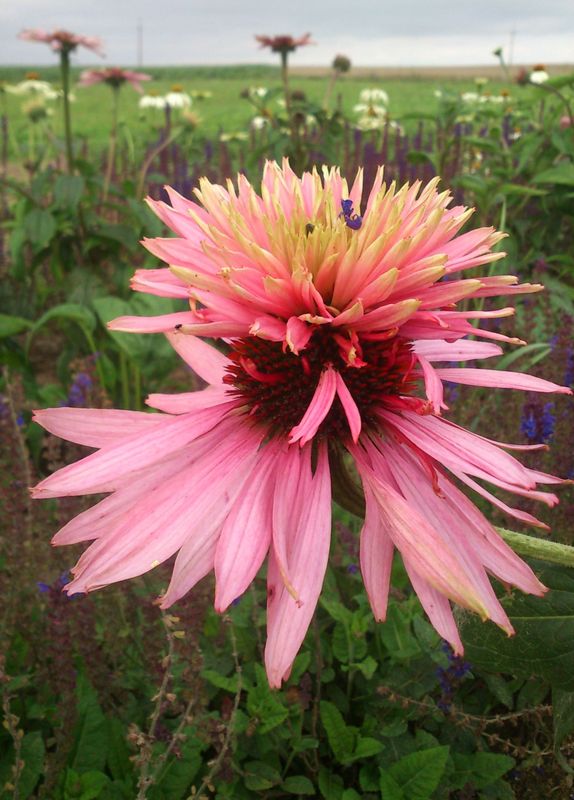 Echinacea purpurea ‘Doubledecker’