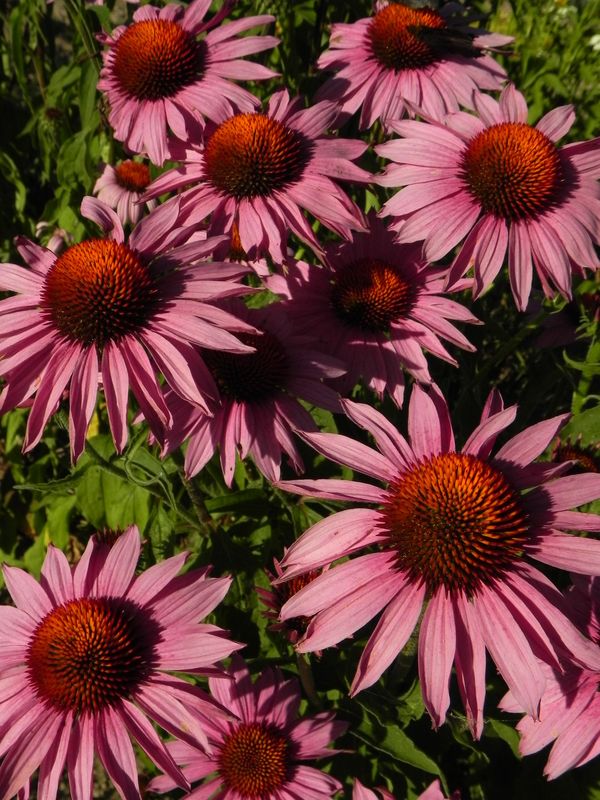Echinacea purpurea ‘Magnus’