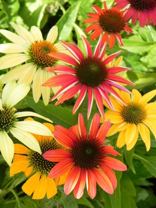 Echinacea purpurea ‘Cheyenne Spirit’