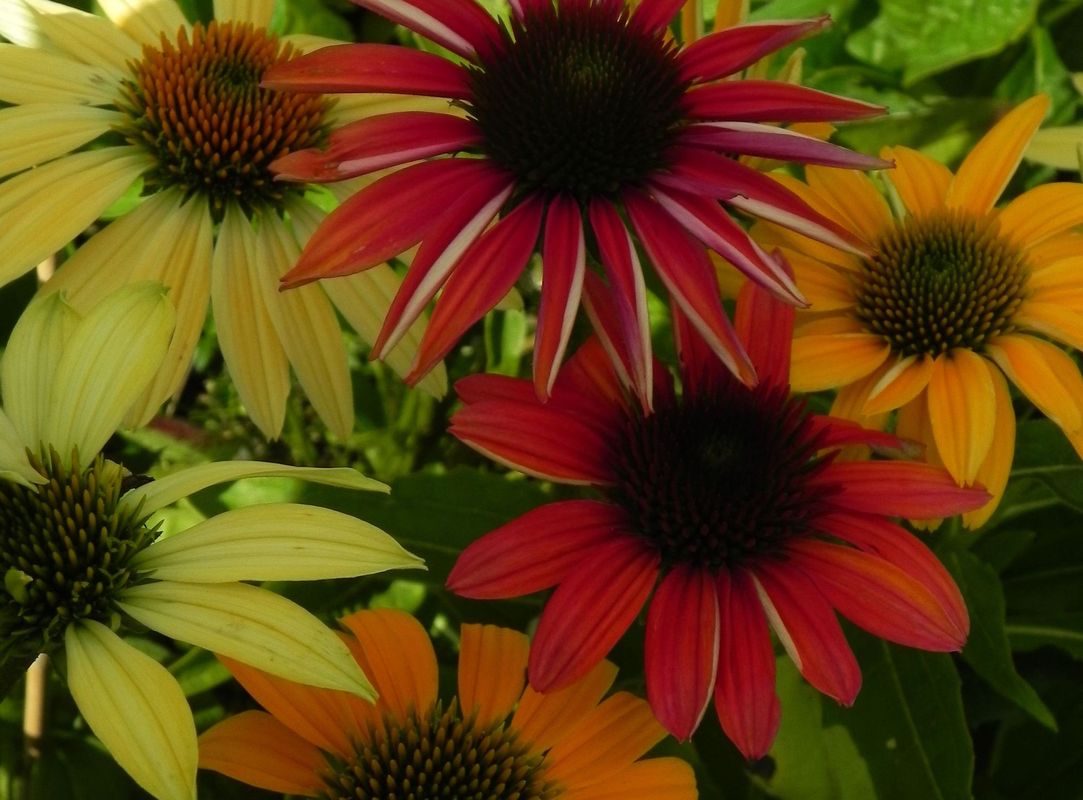 Echinacea purpurea ‘Cheyenne Spirit’
