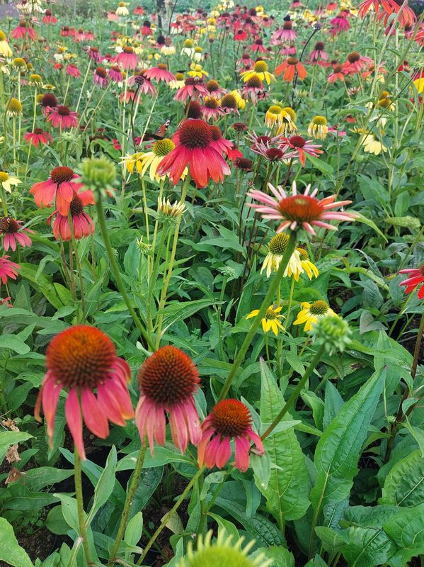 Echinacea purpurea ‘Cheyenne Spirit’