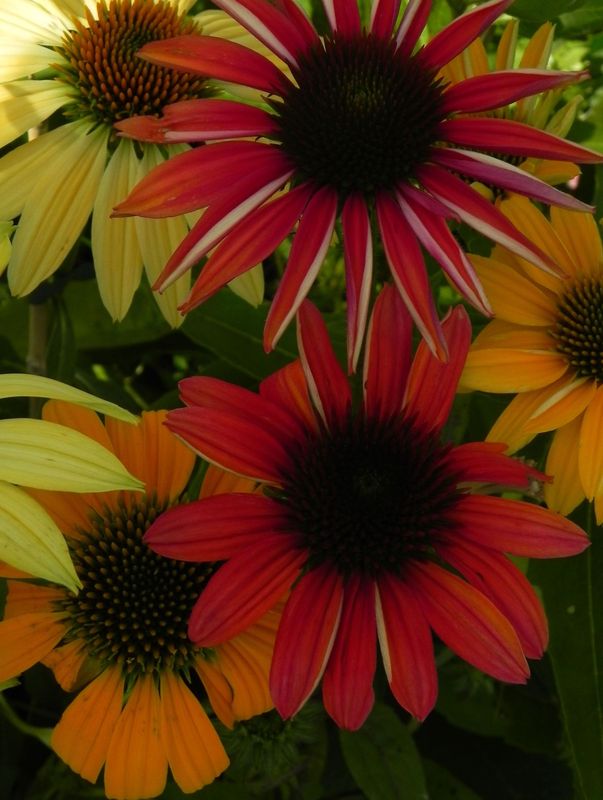 Echinacea purpurea ‘Cheyenne Spirit’