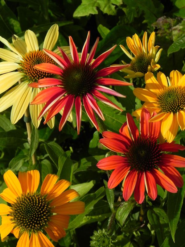 Echinacea purpurea ‘Cheyenne Spirit’