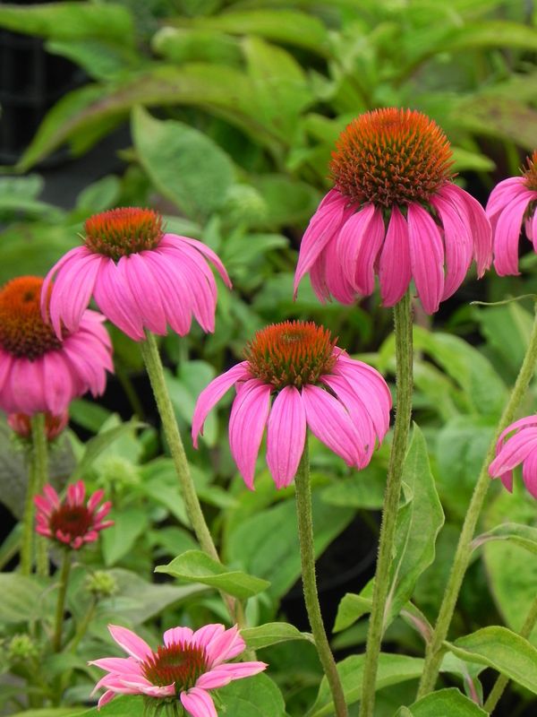Echinacea purpurea ‘PowWow Wild Berry’