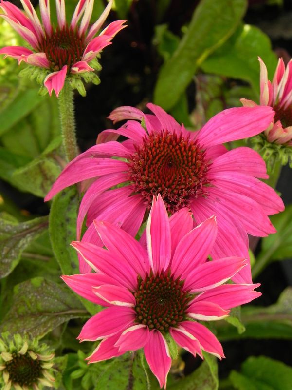 Echinacea purpurea ‘PowWow Wild Berry’