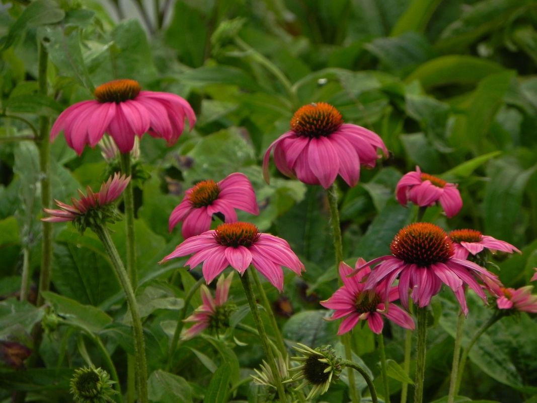 Echinacea purpurea ‘PowWow Wild Berry’