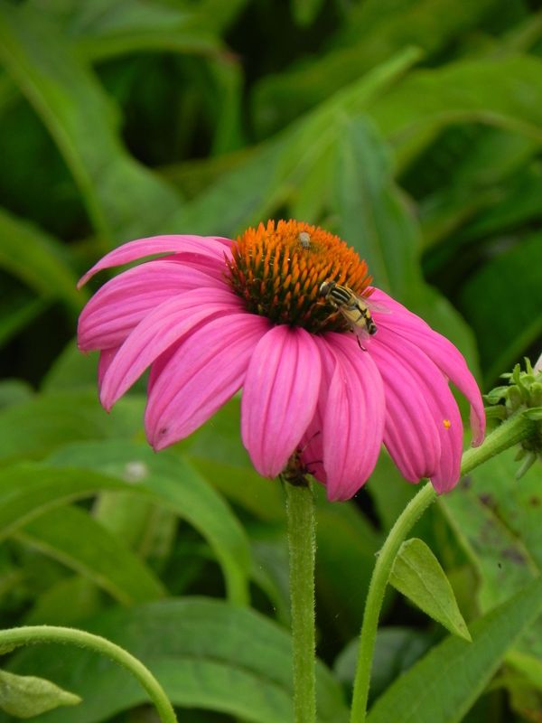 Echinacea purpurea ‘PowWow Wild Berry’