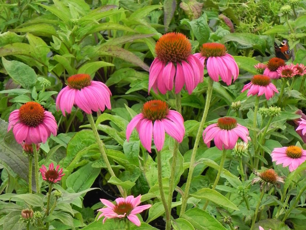 Echinacea purpurea ‘PowWow Wild Berry’
