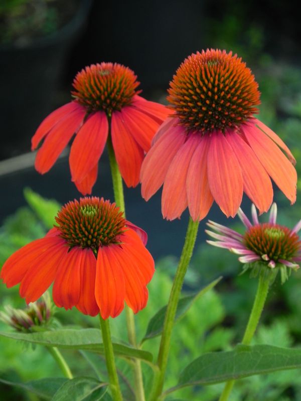 Echinacea purpurea ‘Lacota Red’