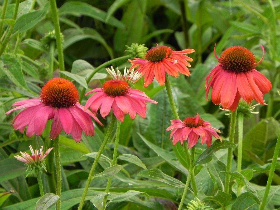 Echinacea purpurea ‘Lacota Red’