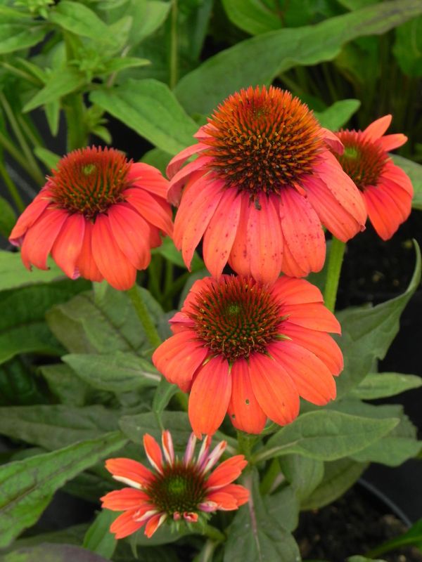 Echinacea purpurea ‘Lacota Red’
