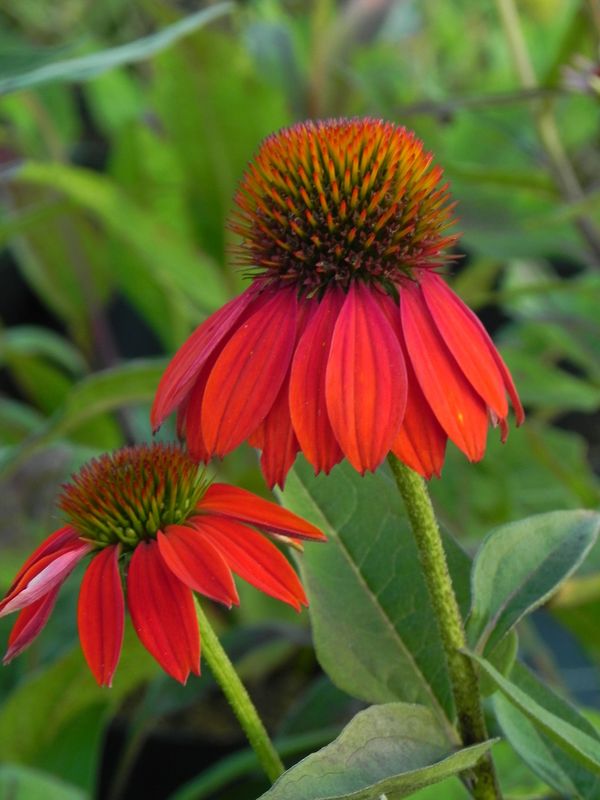 Echinacea purpurea ‘Lacota Red’