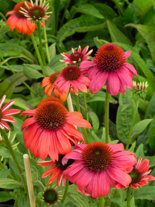 Echinacea purpurea ‘Lacota Red’