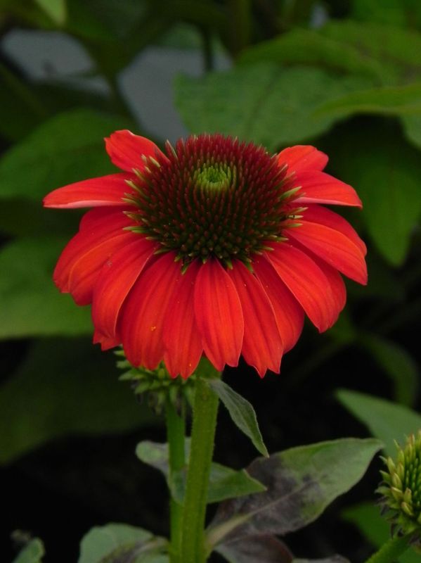 Echinacea purpurea ‘Lacota Red’