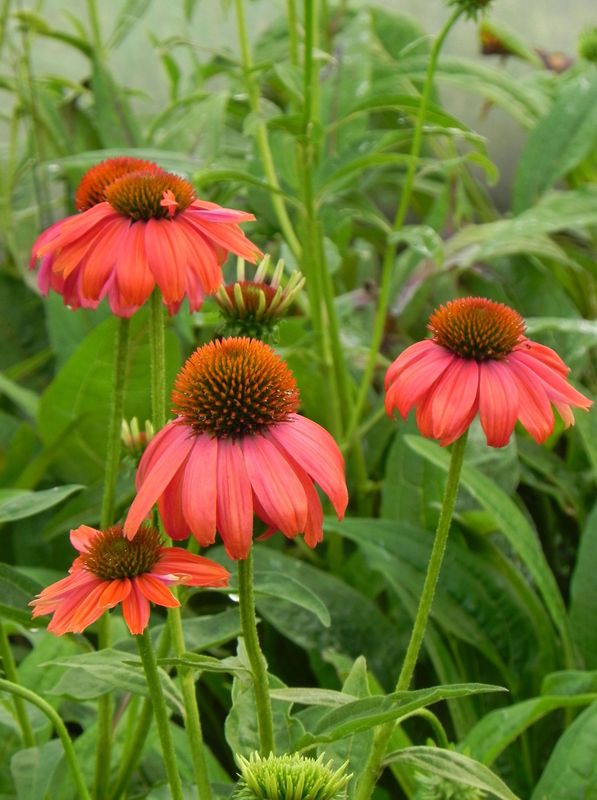 Echinacea purpurea ‘Lacota Red’