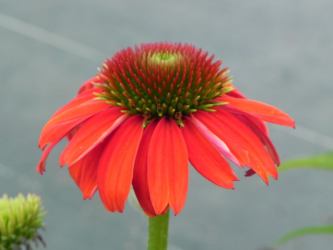 Echinacea purpurea ‘Lacota Red’
