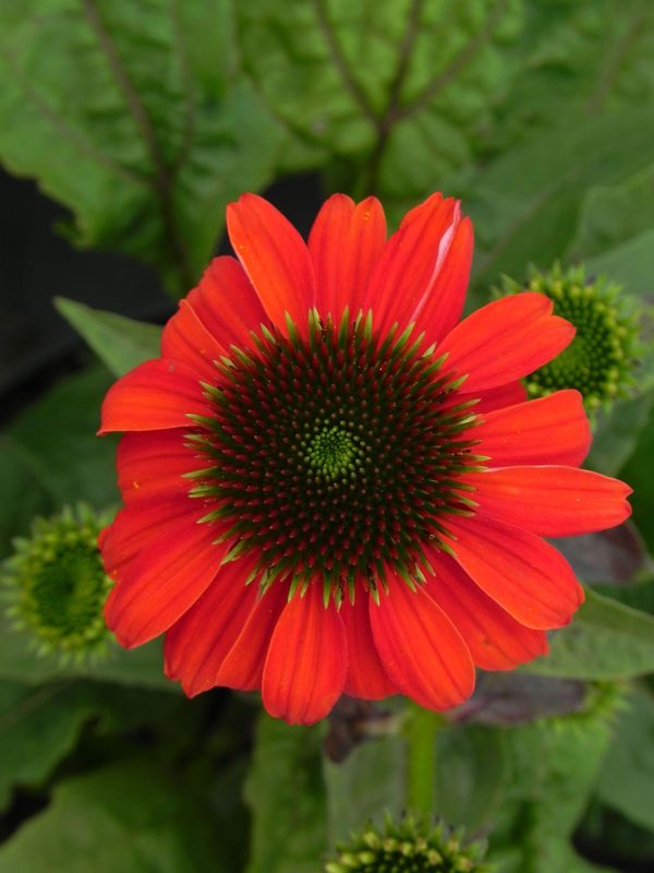 Echinacea purpurea ‘Lacota Red’