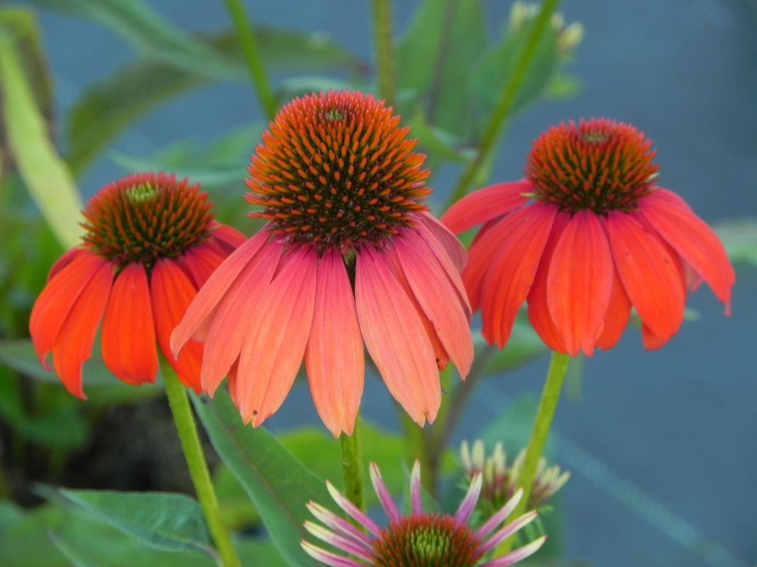 Echinacea purpurea ‘Lacota Red’