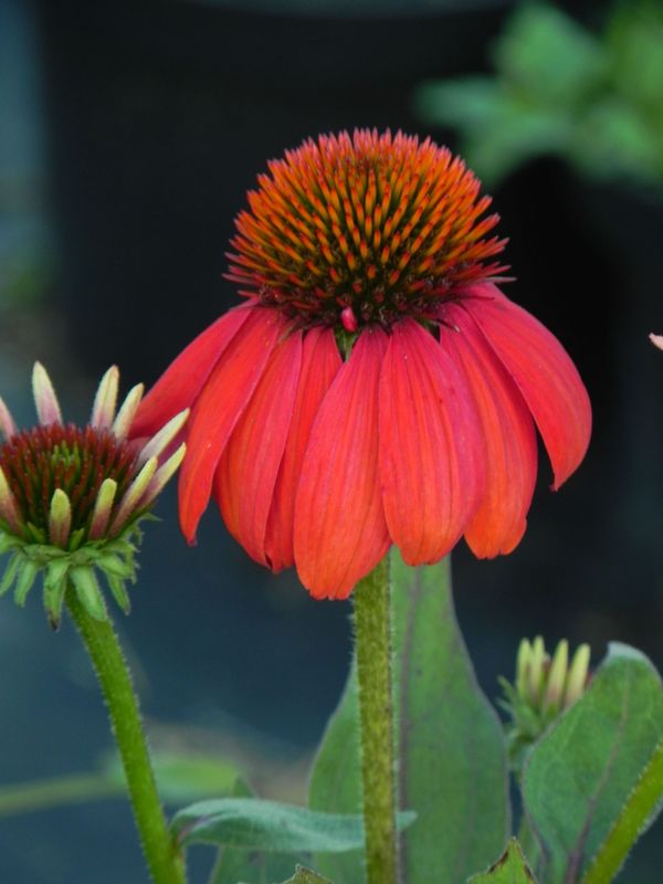 Echinacea purpurea ‘Lacota Red’