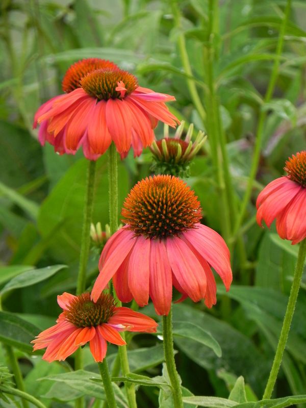 Echinacea purpurea ‘Lacota Red’