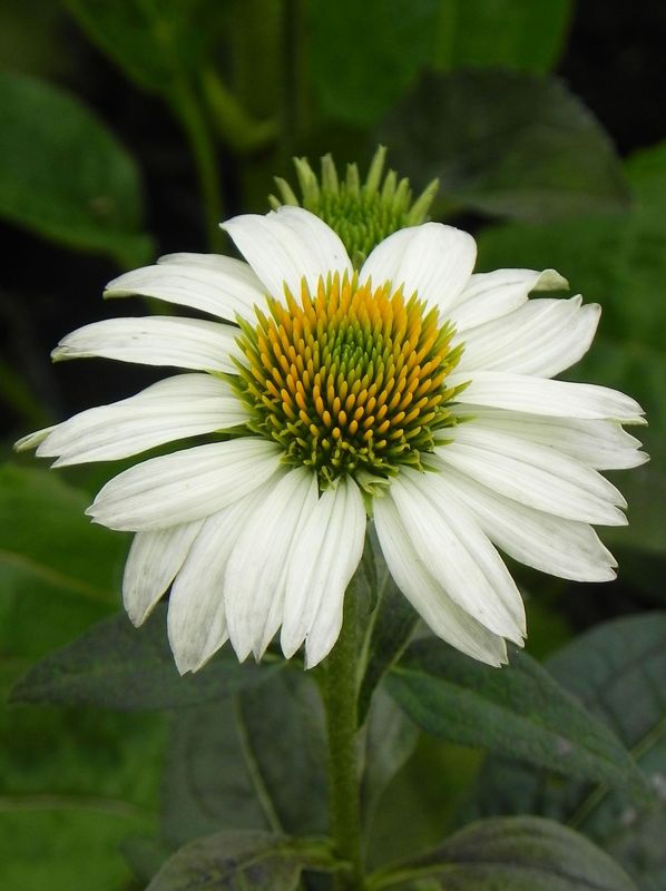 Echinacea purpurea ‘PowWow White’