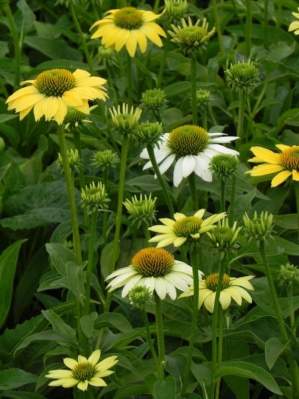 Echinacea purpurea ‘Mellow Yellows’