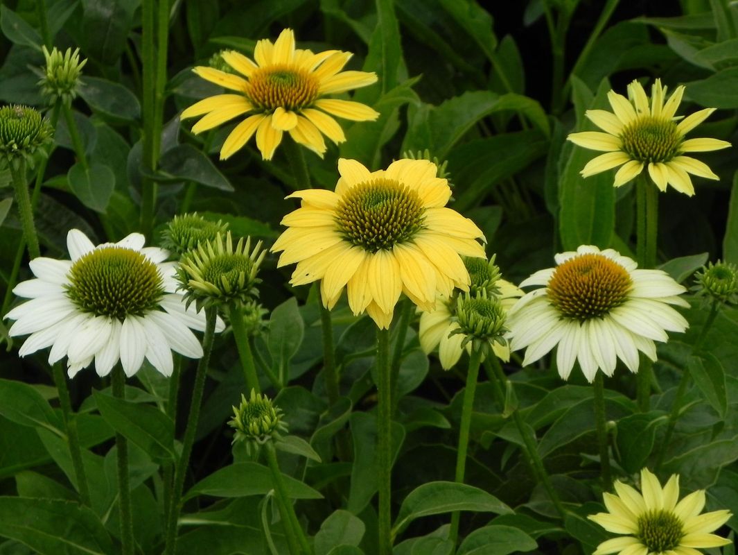 Echinacea purpurea ‘Mellow Yellows’