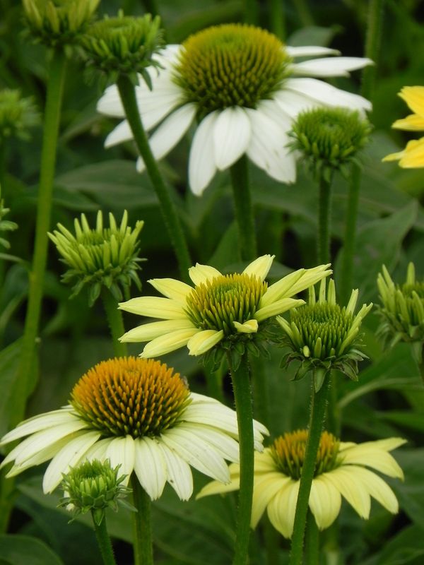 Echinacea purpurea ‘Mellow Yellows’
