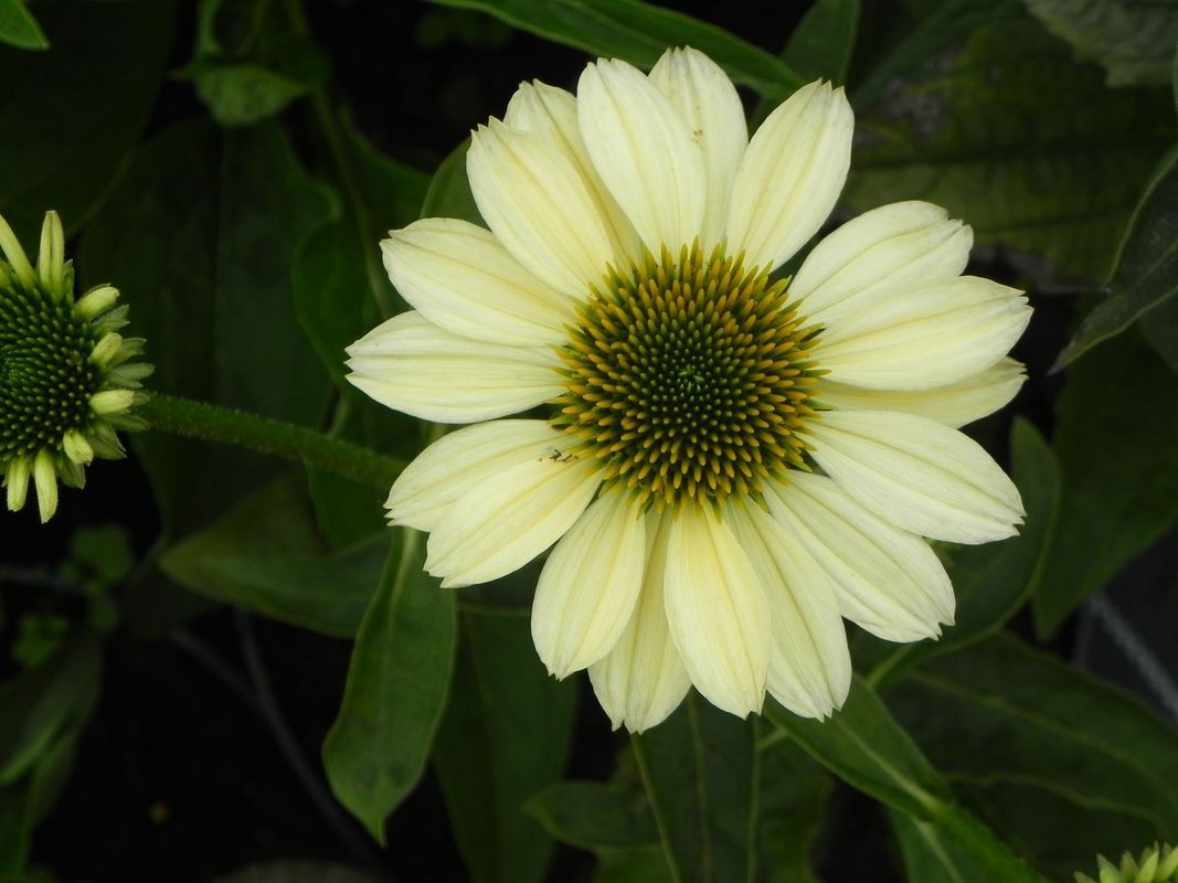 Echinacea purpurea ‘Mellow Yellows’
