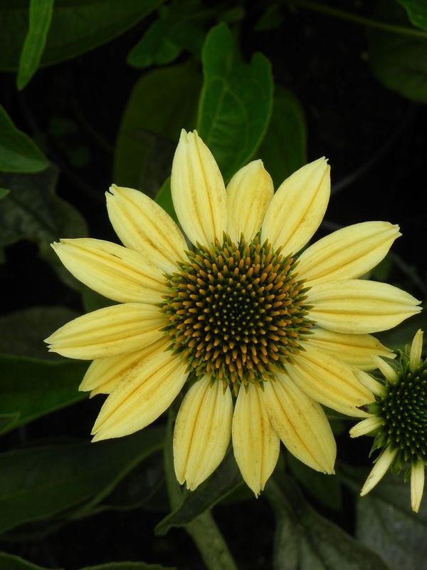 Echinacea purpurea ‘Mellow Yellows’