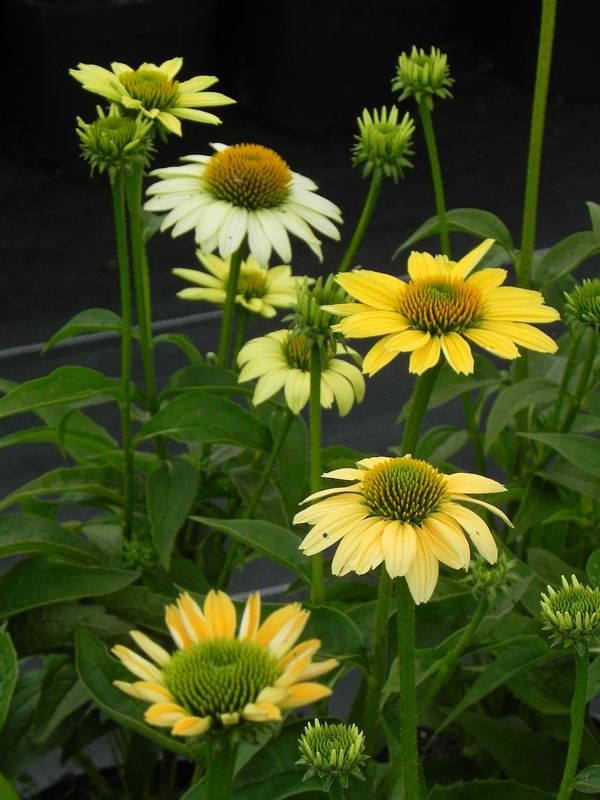 Echinacea purpurea ‘Mellow Yellows’
