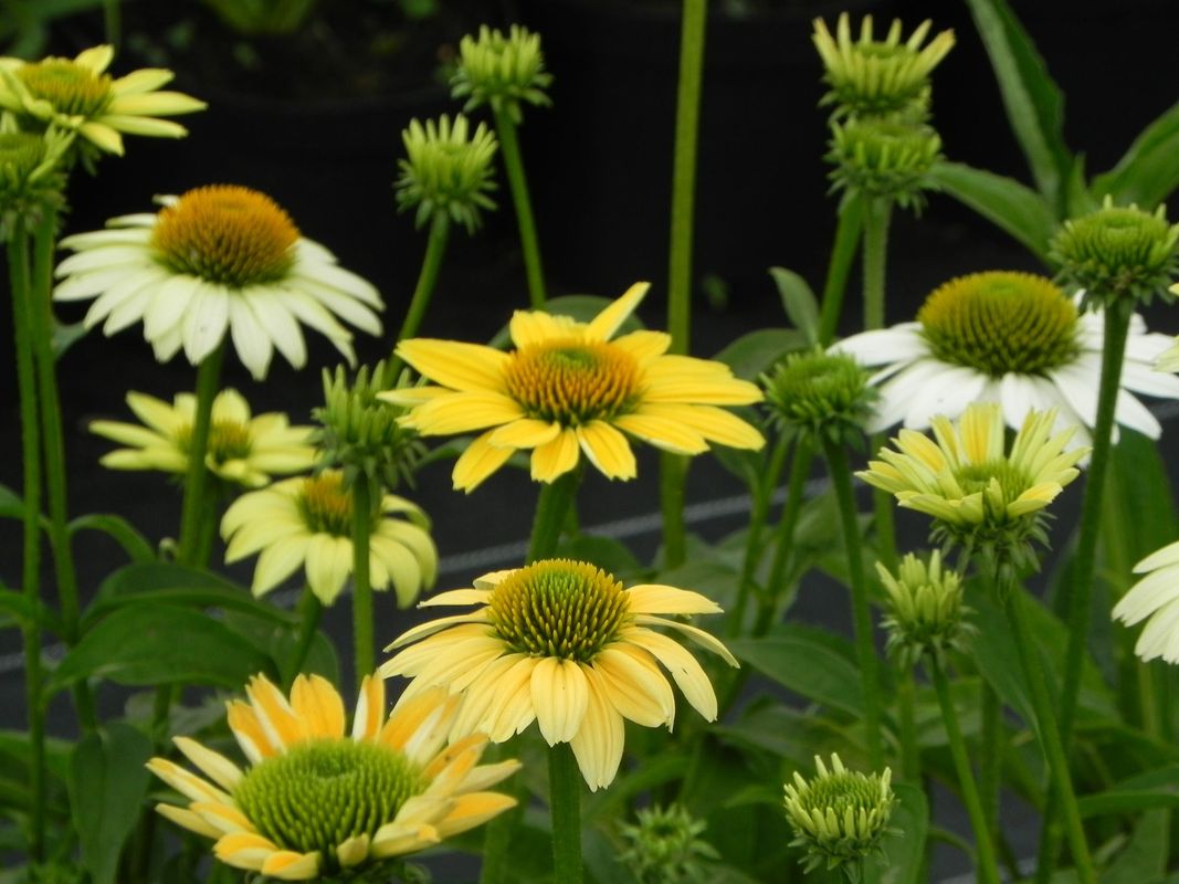 Echinacea purpurea ‘Mellow Yellows’
