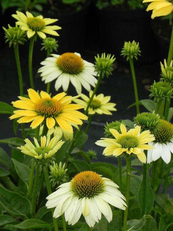 Echinacea purpurea ‘Mellow Yellows’