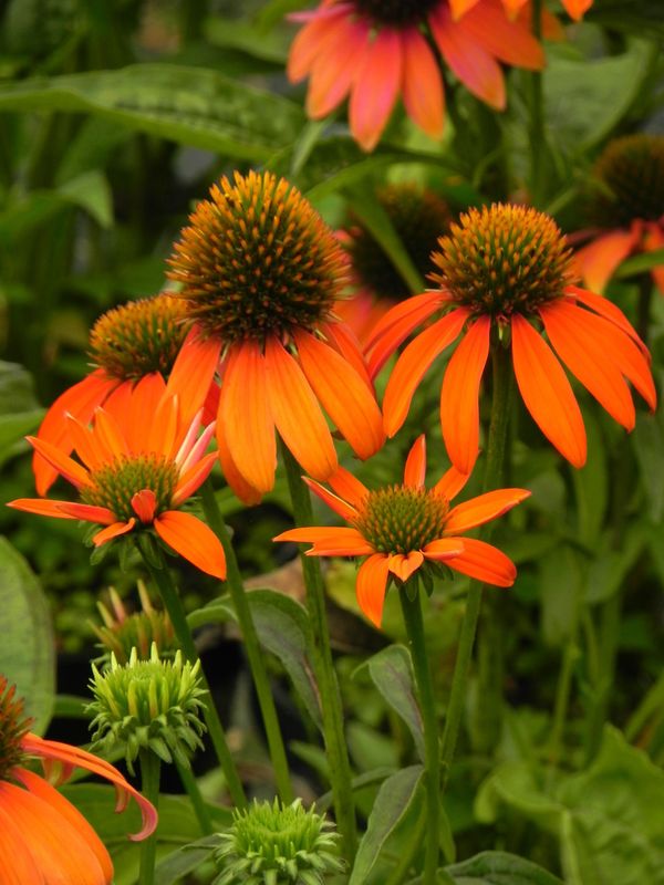 Echinacea purpurea ‘Lacota™ Orange’