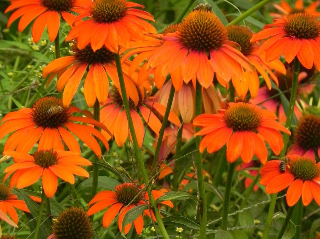 Echinacea purpurea ‘Lacota™ Orange’
