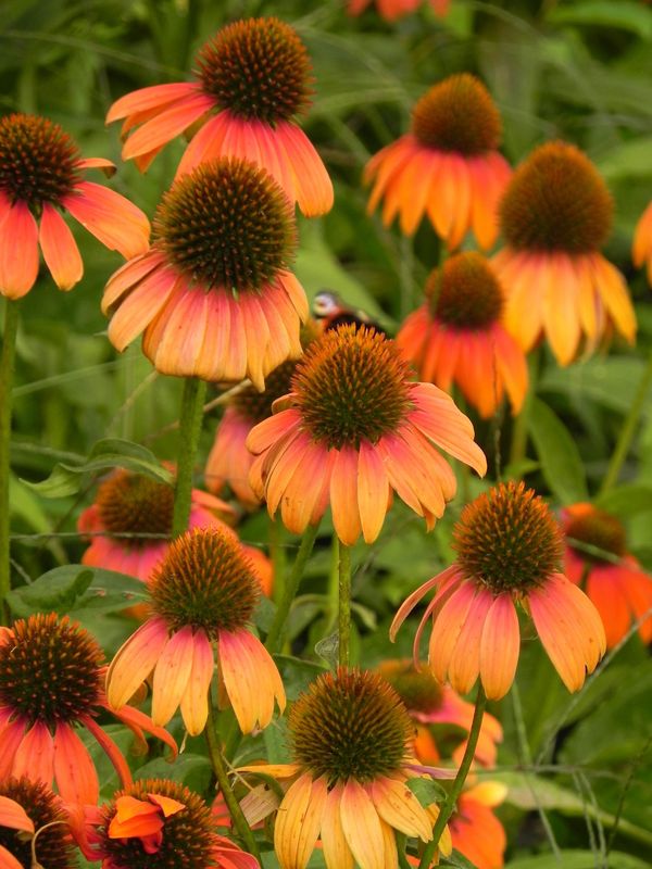 Echinacea purpurea ‘Lacota™ Orange’