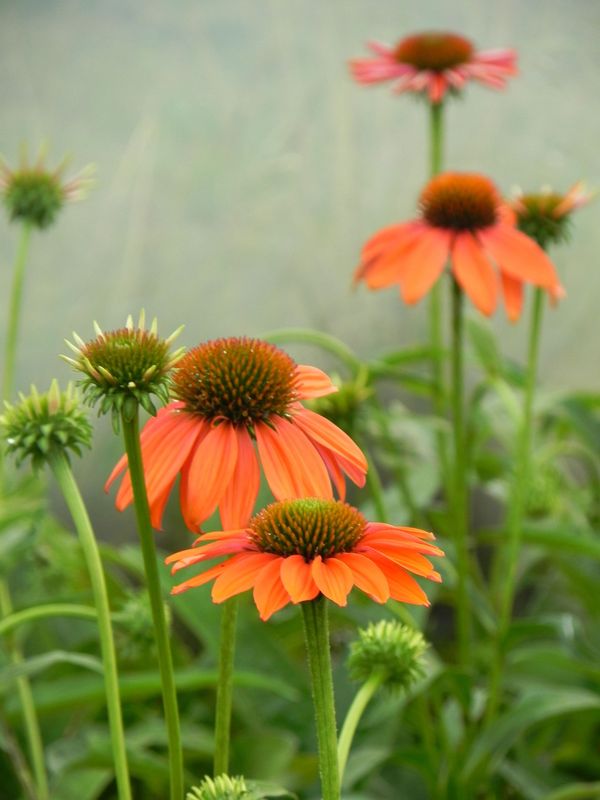 Echinacea purpurea ‘Lacota™ Orange’