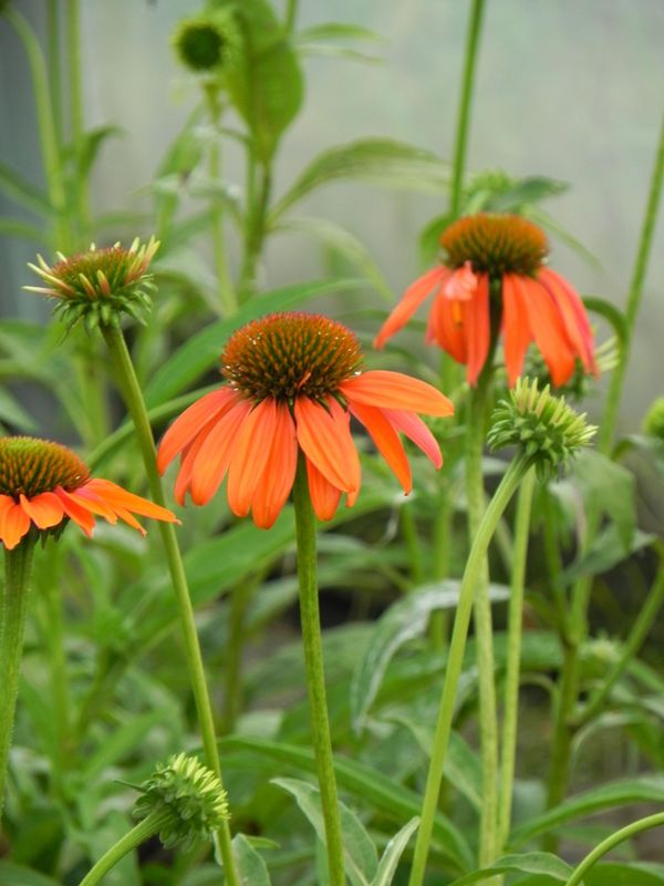 Echinacea purpurea ‘Lacota™ Orange’