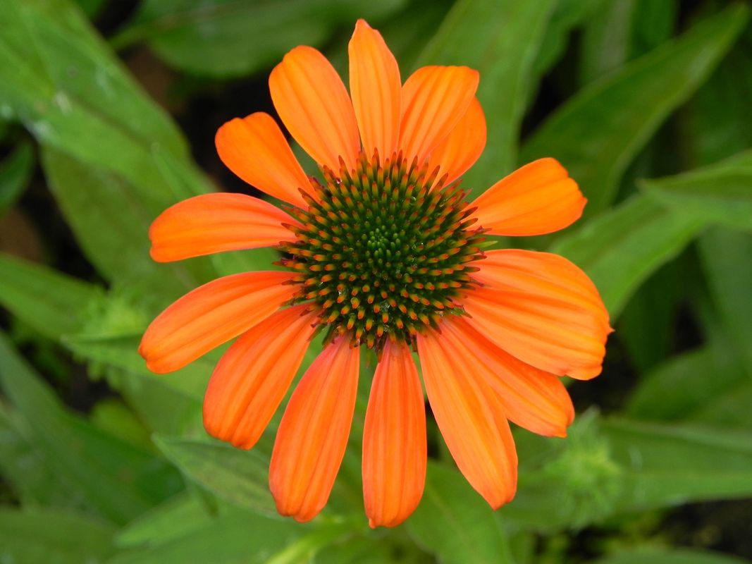 Echinacea purpurea ‘Lacota™ Orange’