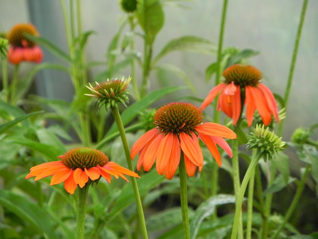 Echinacea purpurea ‘Lacota™ Orange’