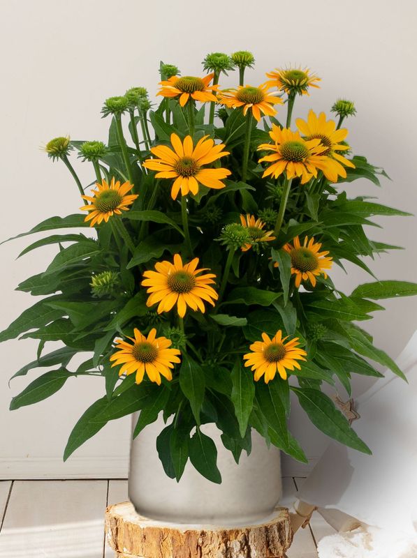 Echinacea purpurea ‘Lacota™ Yellow’