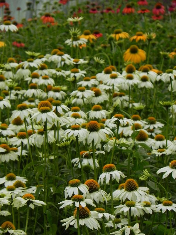 Echinacea purpurea ‘PowWow™ White’