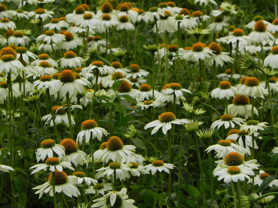 Echinacea purpurea ‘PowWow™ White’